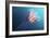 Lion's Mane Jellyfish, Japan-Alexander Semenov-Framed Photographic Print