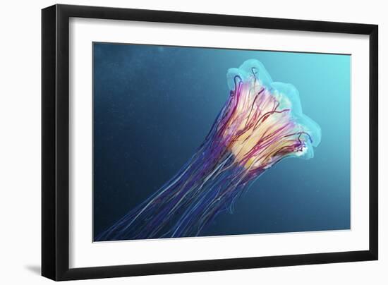 Lion's Mane Jellyfish, Japan-Alexander Semenov-Framed Photographic Print