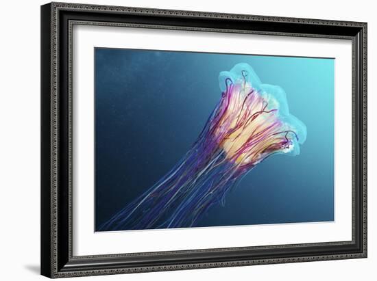 Lion's Mane Jellyfish, Japan-Alexander Semenov-Framed Photographic Print