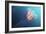 Lion's Mane Jellyfish, Japan-Alexander Semenov-Framed Photographic Print