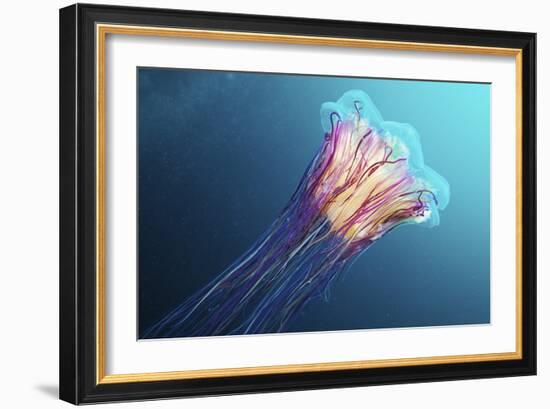 Lion's Mane Jellyfish, Japan-Alexander Semenov-Framed Photographic Print