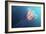 Lion's Mane Jellyfish, Japan-Alexander Semenov-Framed Photographic Print