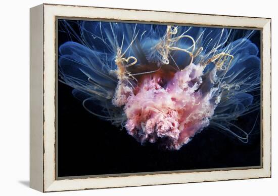 Lion's Mane Jellyfish-Alexander Semenov-Framed Premier Image Canvas