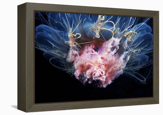 Lion's Mane Jellyfish-Alexander Semenov-Framed Premier Image Canvas