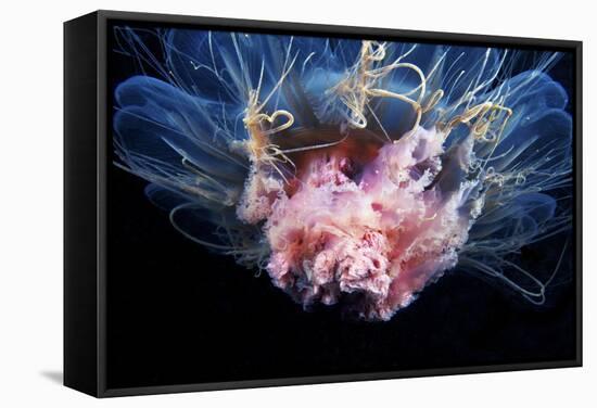 Lion's Mane Jellyfish-Alexander Semenov-Framed Premier Image Canvas