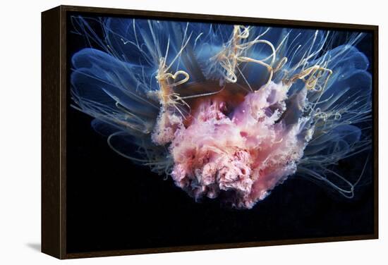 Lion's Mane Jellyfish-Alexander Semenov-Framed Premier Image Canvas