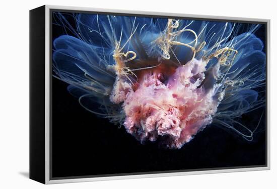 Lion's Mane Jellyfish-Alexander Semenov-Framed Premier Image Canvas