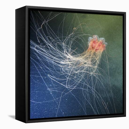 Lion's Mane Jellyfish-Alexander Semenov-Framed Premier Image Canvas