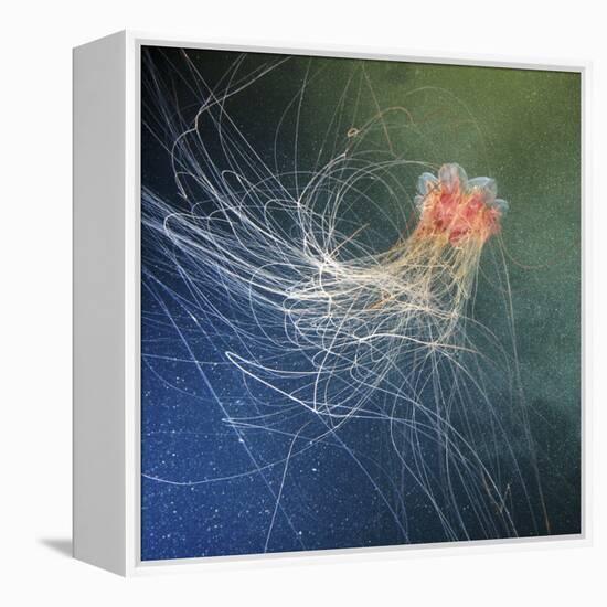 Lion's Mane Jellyfish-Alexander Semenov-Framed Premier Image Canvas