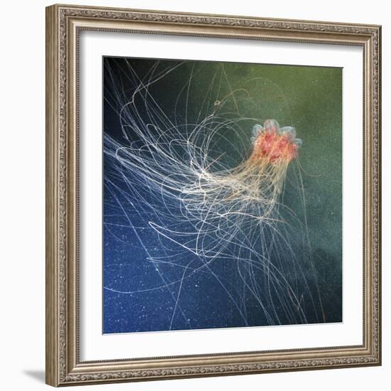 Lion's Mane Jellyfish-Alexander Semenov-Framed Premium Photographic Print