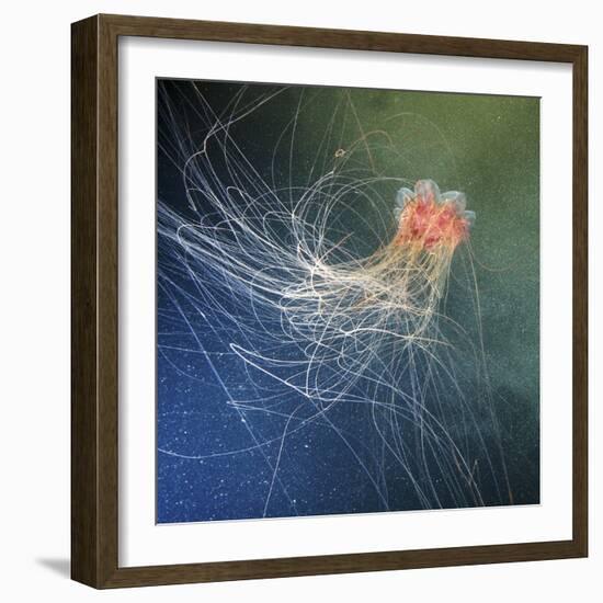 Lion's Mane Jellyfish-Alexander Semenov-Framed Premium Photographic Print