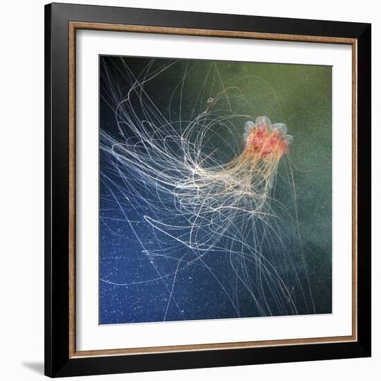 Lion's Mane Jellyfish-Alexander Semenov-Framed Premium Photographic Print