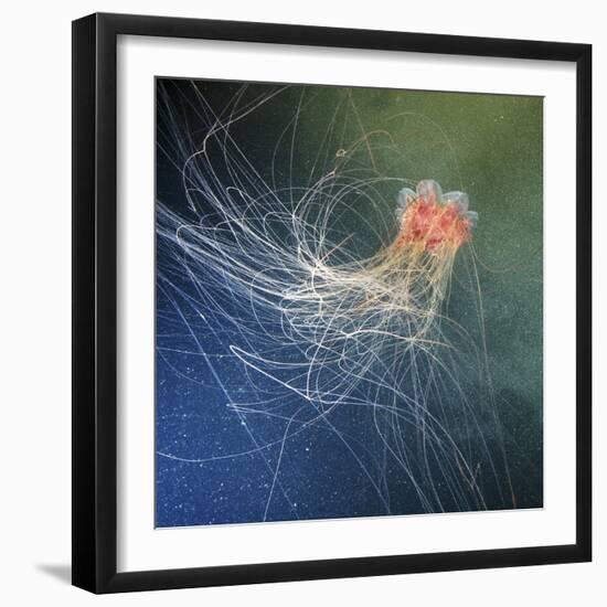 Lion's Mane Jellyfish-Alexander Semenov-Framed Premium Photographic Print