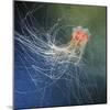 Lion's Mane Jellyfish-Alexander Semenov-Mounted Premium Photographic Print