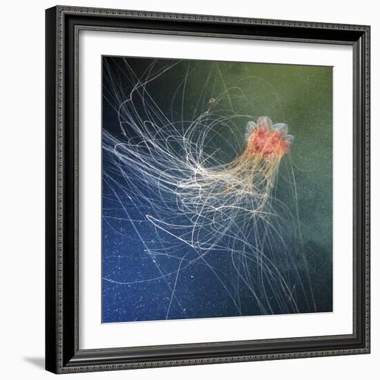 Lion's Mane Jellyfish-Alexander Semenov-Framed Premium Photographic Print