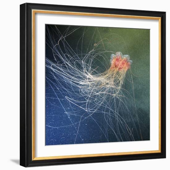 Lion's Mane Jellyfish-Alexander Semenov-Framed Premium Photographic Print