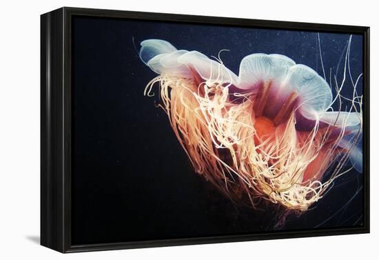 Lion's Mane Jellyfish-Alexander Semenov-Framed Premier Image Canvas