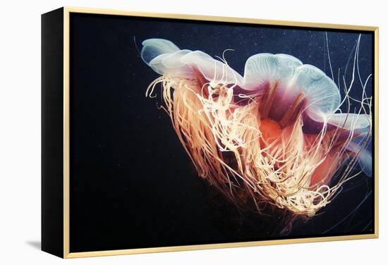 Lion's Mane Jellyfish-Alexander Semenov-Framed Premier Image Canvas