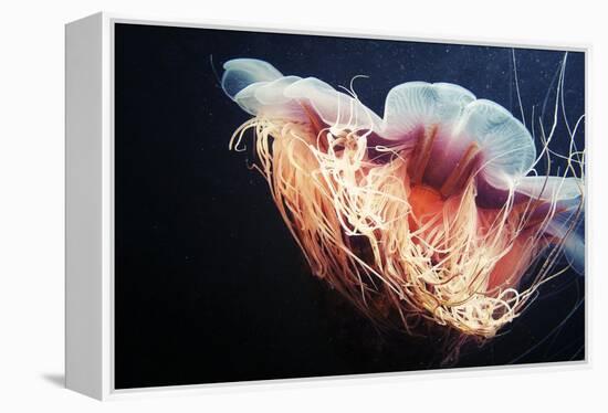 Lion's Mane Jellyfish-Alexander Semenov-Framed Premier Image Canvas