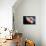 Lion's Mane Jellyfish-Alexander Semenov-Premium Photographic Print displayed on a wall