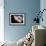 Lion's Mane Jellyfish-Alexander Semenov-Framed Premium Photographic Print displayed on a wall