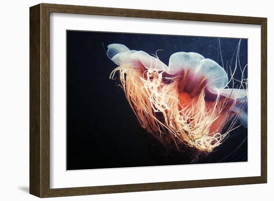 Lion's Mane Jellyfish-Alexander Semenov-Framed Premium Photographic Print