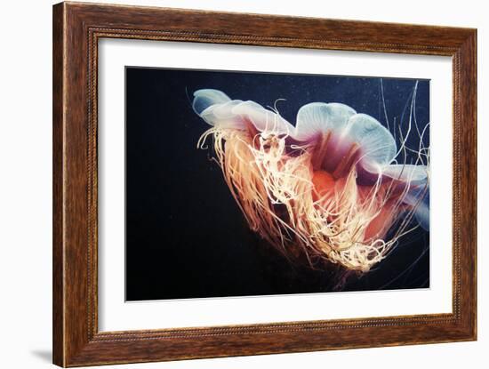 Lion's Mane Jellyfish-Alexander Semenov-Framed Premium Photographic Print