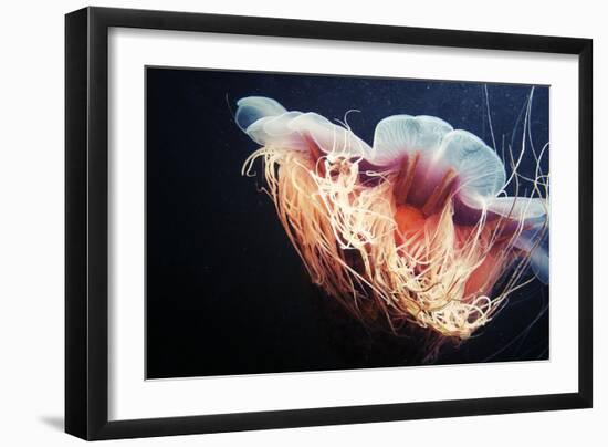 Lion's Mane Jellyfish-Alexander Semenov-Framed Premium Photographic Print