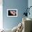 Lion's Mane Jellyfish-Alexander Semenov-Framed Premium Photographic Print displayed on a wall
