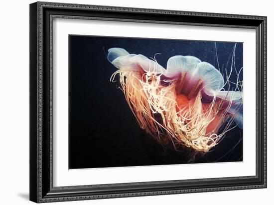 Lion's Mane Jellyfish-Alexander Semenov-Framed Premium Photographic Print