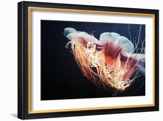 Lion's Mane Jellyfish-Alexander Semenov-Framed Premium Photographic Print