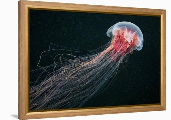 Lion's Mane Jellyfish-Alexander Semenov-Framed Premier Image Canvas