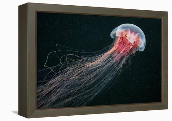 Lion's Mane Jellyfish-Alexander Semenov-Framed Premier Image Canvas