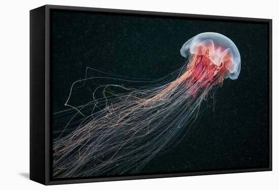 Lion's Mane Jellyfish-Alexander Semenov-Framed Premier Image Canvas