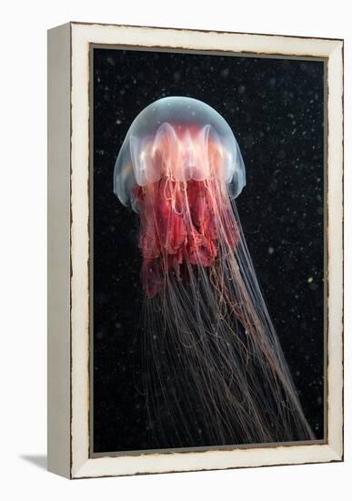 Lion's Mane Jellyfish-Alexander Semenov-Framed Premier Image Canvas