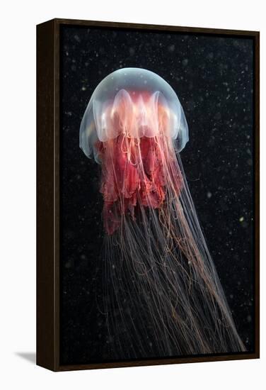 Lion's Mane Jellyfish-Alexander Semenov-Framed Premier Image Canvas