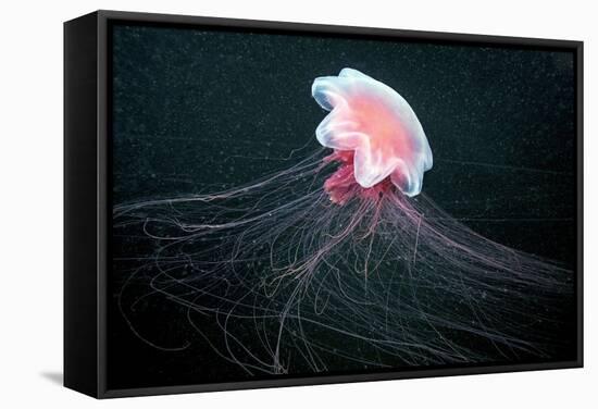 Lion's Mane Jellyfish-Alexander Semenov-Framed Premier Image Canvas