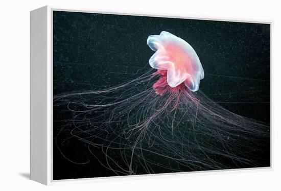 Lion's Mane Jellyfish-Alexander Semenov-Framed Premier Image Canvas