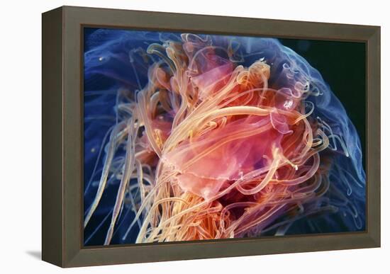 Lion's Mane Jellyfish-Alexander Semenov-Framed Premier Image Canvas