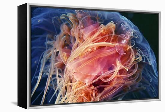 Lion's Mane Jellyfish-Alexander Semenov-Framed Premier Image Canvas