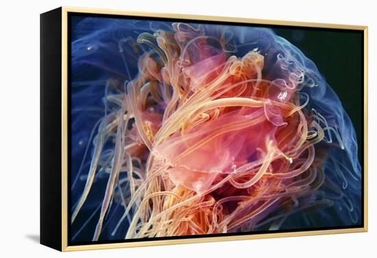 Lion's Mane Jellyfish-Alexander Semenov-Framed Premier Image Canvas