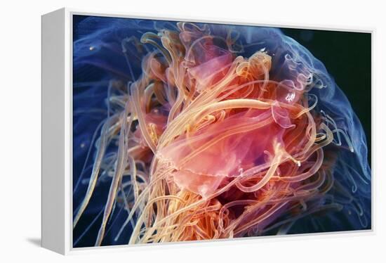 Lion's Mane Jellyfish-Alexander Semenov-Framed Premier Image Canvas