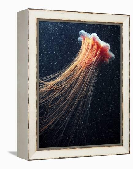 Lion's Mane Jellyfish-Alexander Semenov-Framed Premier Image Canvas