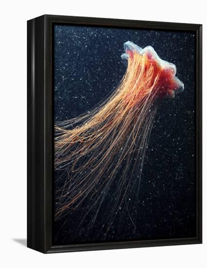 Lion's Mane Jellyfish-Alexander Semenov-Framed Premier Image Canvas