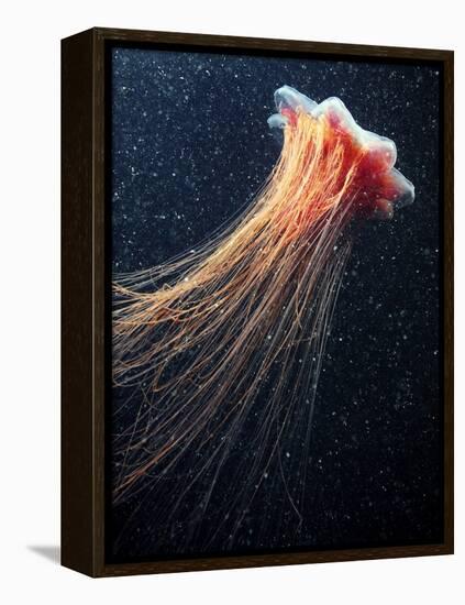 Lion's Mane Jellyfish-Alexander Semenov-Framed Premier Image Canvas