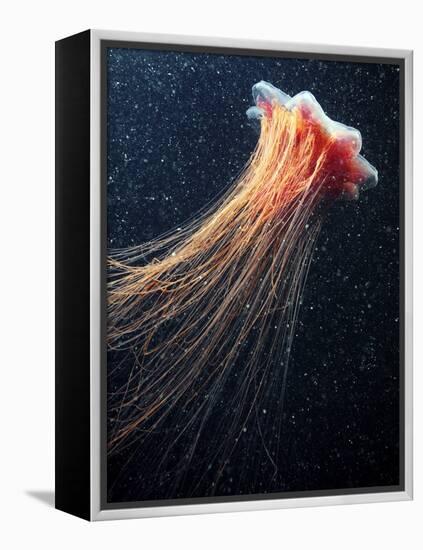 Lion's Mane Jellyfish-Alexander Semenov-Framed Premier Image Canvas