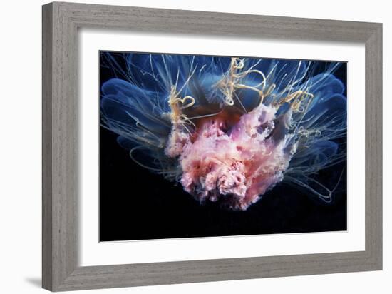 Lion's Mane Jellyfish-Alexander Semenov-Framed Photographic Print