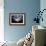 Lion's Mane Jellyfish-Alexander Semenov-Framed Photographic Print displayed on a wall