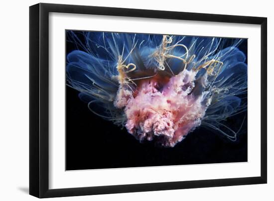 Lion's Mane Jellyfish-Alexander Semenov-Framed Photographic Print