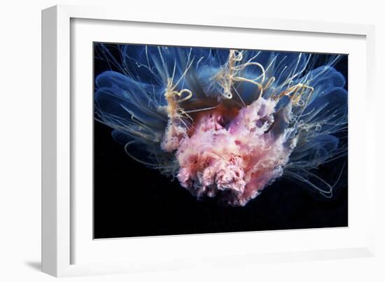 Lion's Mane Jellyfish-Alexander Semenov-Framed Photographic Print